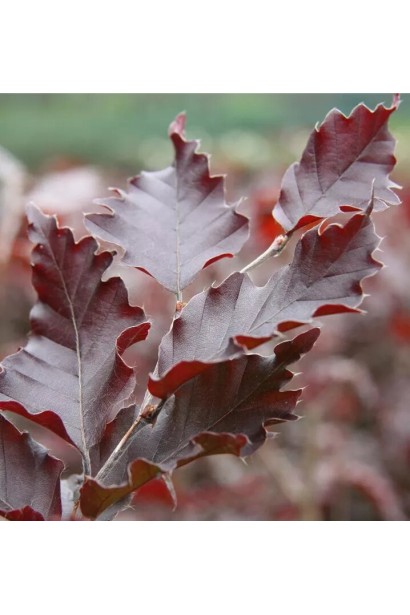 Бук Рохан Обеліск бордове листя